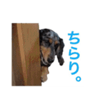だっくすライフ（個別スタンプ：7）