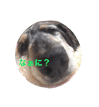 だっくすライフ（個別スタンプ：12）