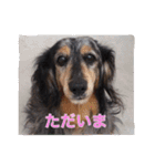 だっくすライフ（個別スタンプ：13）