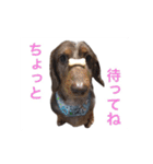 だっくすライフ（個別スタンプ：17）