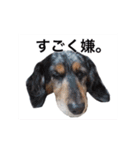 だっくすライフ（個別スタンプ：20）