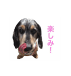 だっくすライフ（個別スタンプ：22）
