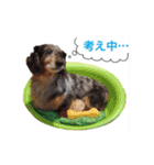 だっくすライフ（個別スタンプ：23）
