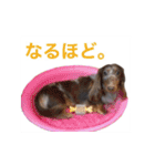 だっくすライフ（個別スタンプ：24）