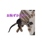 だっくすライフ（個別スタンプ：27）