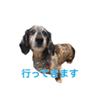 だっくすライフ（個別スタンプ：29）