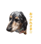 だっくすライフ（個別スタンプ：31）