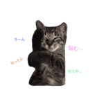 Love.pet（個別スタンプ：1）