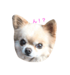 Love.pet（個別スタンプ：4）