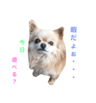 Love.pet（個別スタンプ：5）