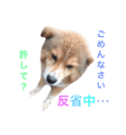 Love.pet（個別スタンプ：6）