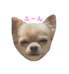 Love.pet（個別スタンプ：7）