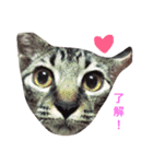Love.pet（個別スタンプ：9）
