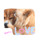 Love.pet（個別スタンプ：13）