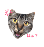 Love.pet（個別スタンプ：15）