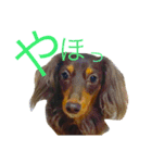 momiji_yy（個別スタンプ：5）