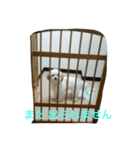 chobibi 2nd（個別スタンプ：1）