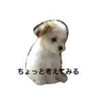 chobibi 2nd（個別スタンプ：3）