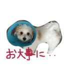 chobibi 2nd（個別スタンプ：4）