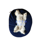 chobibi 2nd（個別スタンプ：6）