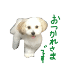 chobibi 2nd（個別スタンプ：9）