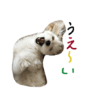 chobibi 2nd（個別スタンプ：11）