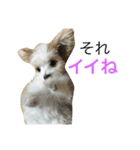 chobibi 2nd（個別スタンプ：13）