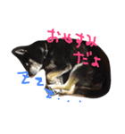 チンチラのちんすこうとお友達（個別スタンプ：2）
