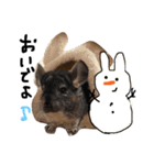 チンチラのちんすこうとお友達（個別スタンプ：15）