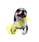 TTTxdog（個別スタンプ：1）