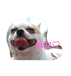TTTxdog（個別スタンプ：4）