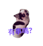 TTTxdog（個別スタンプ：5）