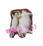TTTxdog（個別スタンプ：6）