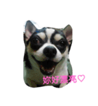 TTTxdog（個別スタンプ：7）