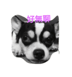 TTTxdog（個別スタンプ：11）