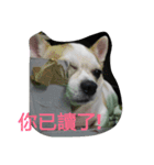 TTTxdog（個別スタンプ：12）