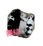 TTTxdog（個別スタンプ：13）
