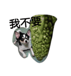 TTTxdog（個別スタンプ：14）