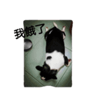 TTTxdog（個別スタンプ：15）