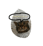 えるちゃんすたんぷ（個別スタンプ：5）