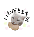 猫の姉妹 ムギチョコ姉妹 Part3（個別スタンプ：5）