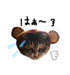 猫の姉妹 ムギチョコ姉妹 Part3（個別スタンプ：10）
