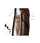 猫の姉妹 ムギチョコ姉妹 Part3（個別スタンプ：17）