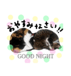 猫の姉妹 ムギチョコ姉妹 Part3（個別スタンプ：40）