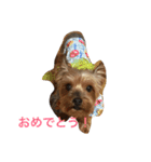 わんこスペシャル（個別スタンプ：1）