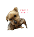 わんこスペシャル（個別スタンプ：11）