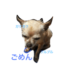 わんこスペシャル（個別スタンプ：13）