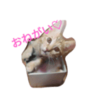 あんきらみるく☆（個別スタンプ：1）