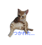 あんきらみるく☆（個別スタンプ：5）