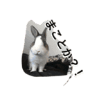 うさぎのランドさん 第2弾 #land#rabbit#（個別スタンプ：1）